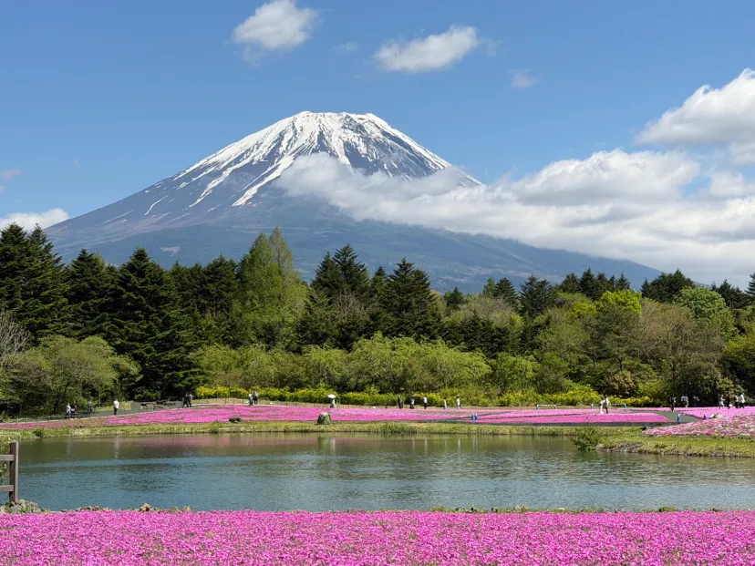 本栖湖　芝桜まつり