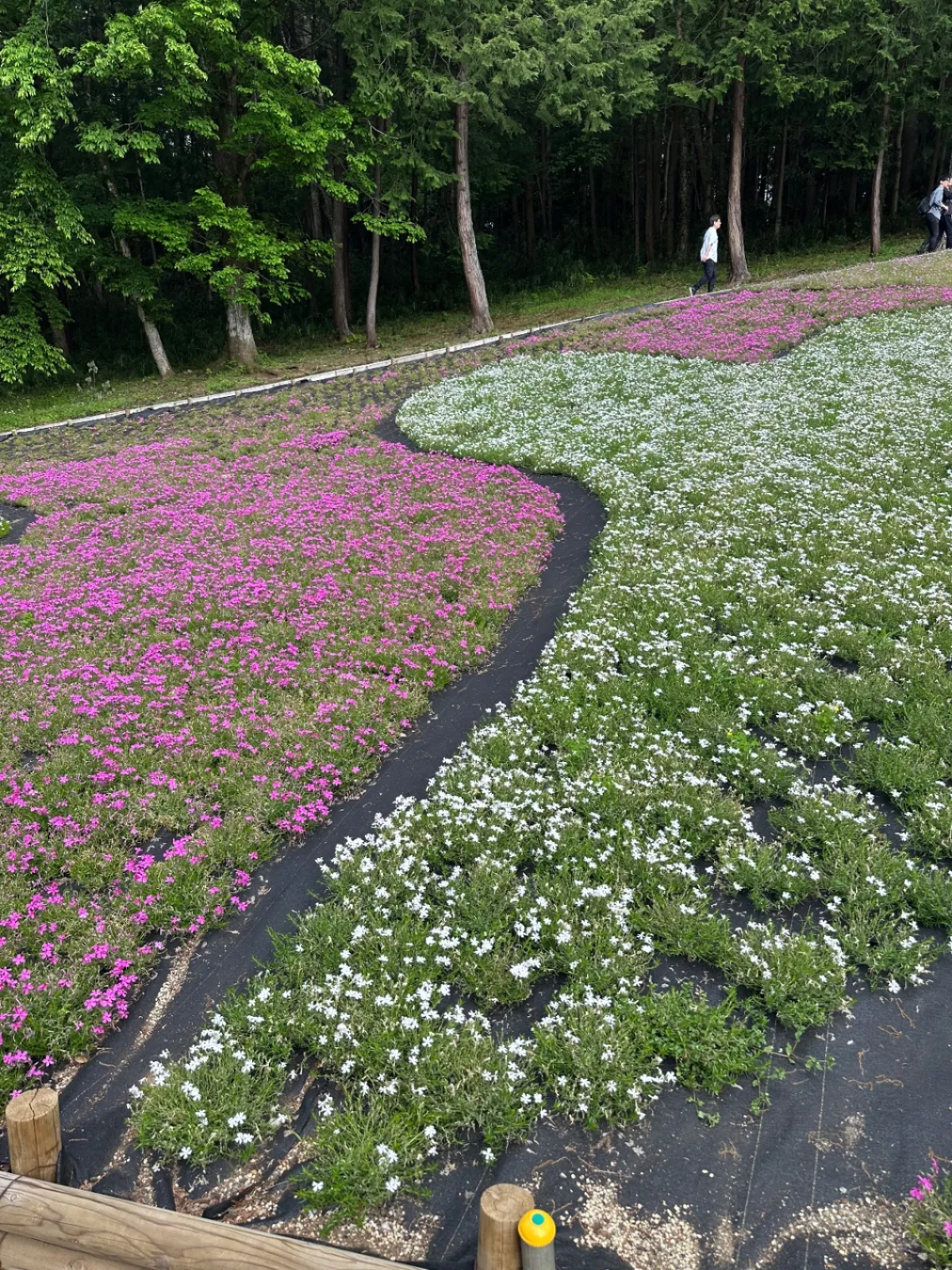 芝桜には少し遅すぎ
