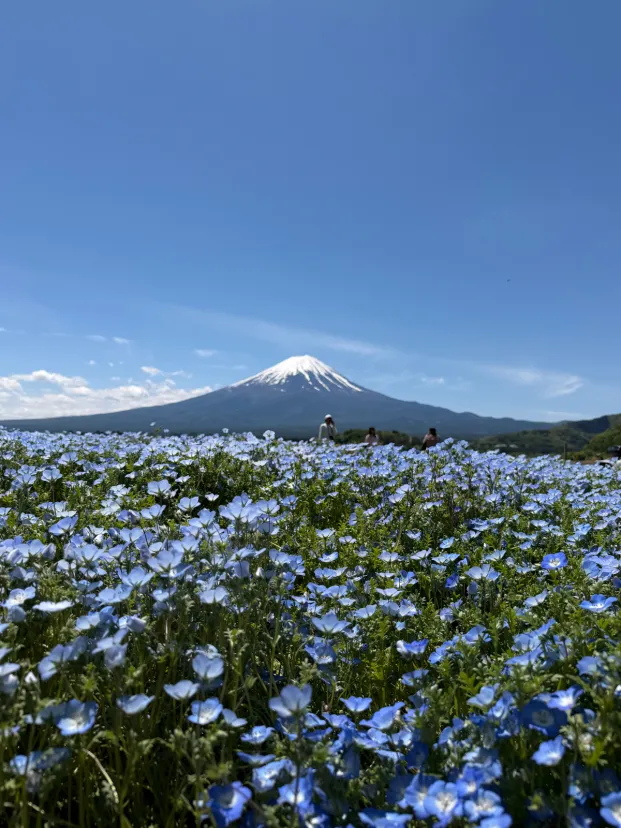 河口湖のネモフィラ