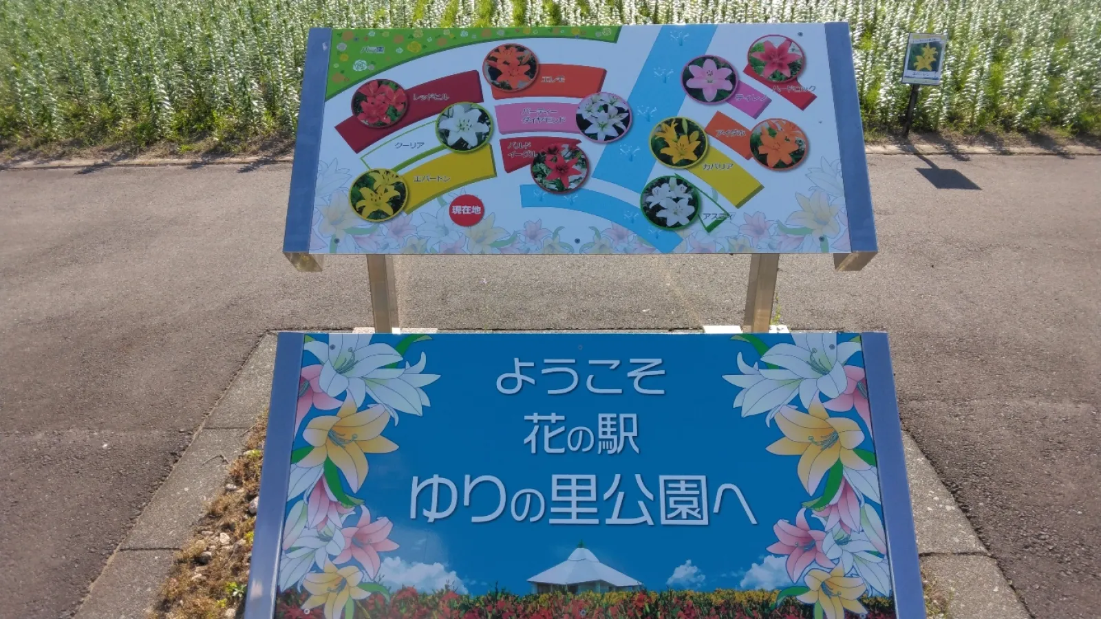 今月はバラが鑑賞できます
ツボミもあったので、見頃はまだ先かな