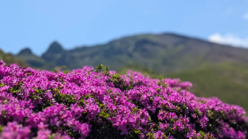 仙酔峡