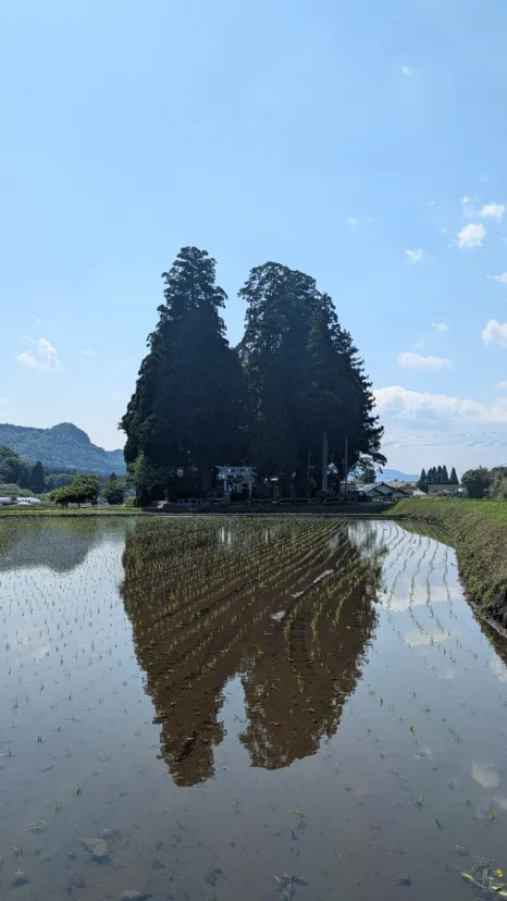 トトロに見えませんか？