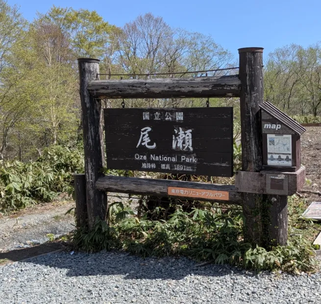 水芭蕉の尾瀬