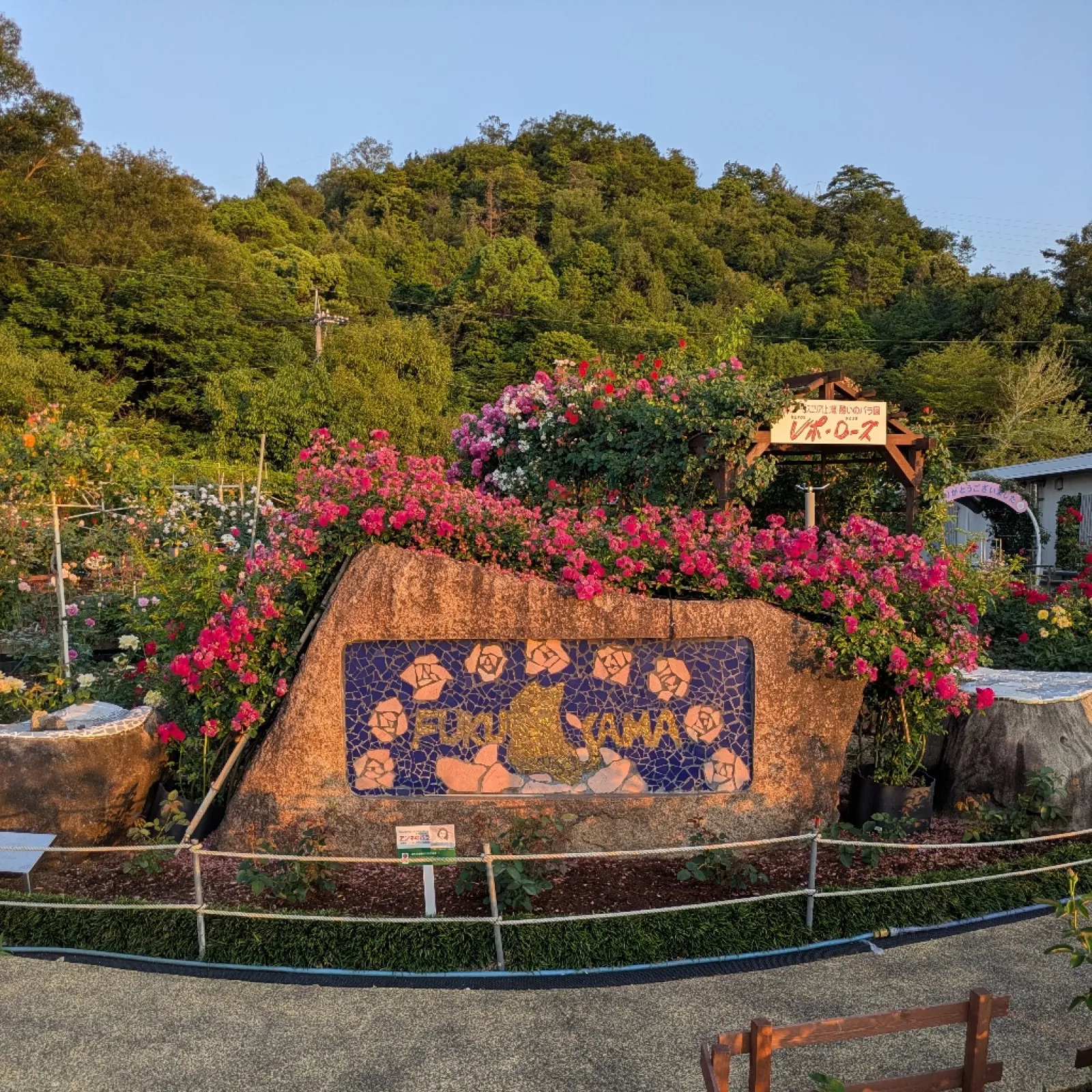 終わりかけになりましたが福山サービスエリア上りのバラガーデン！！今年もいい感じに咲いてましたが昨日からの台風で荒れただろうなー😭
また秋のバラを楽しみに待ちましょう！🌹
