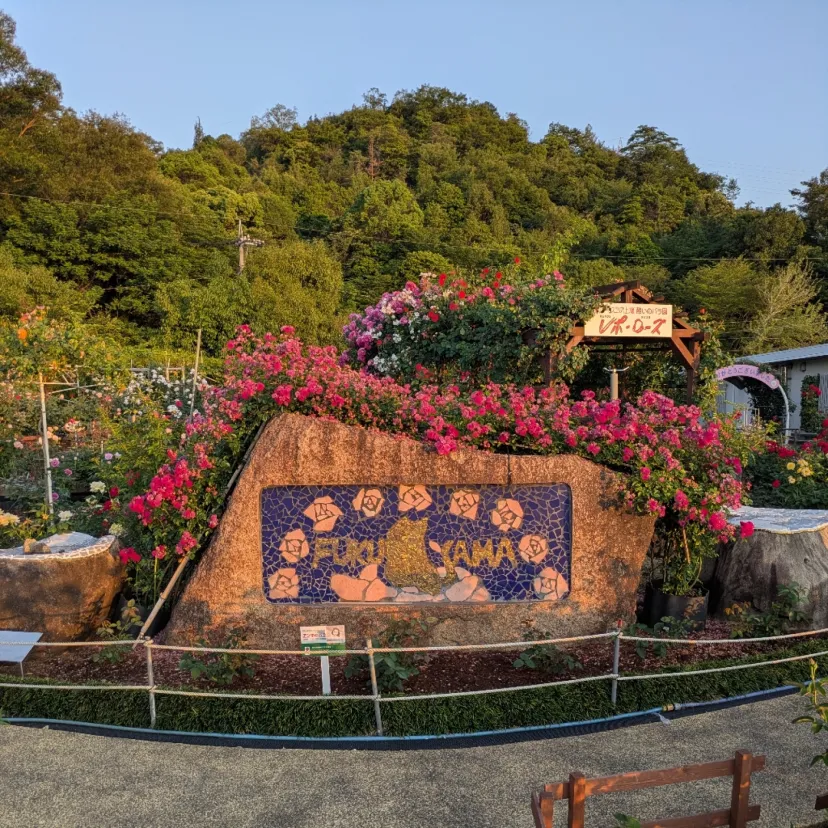 バラの街、福山より