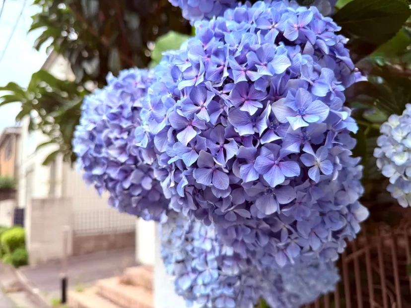 紫陽花