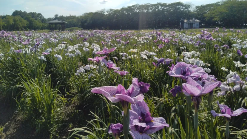 花菖蒲まつり（別府沼公園）
