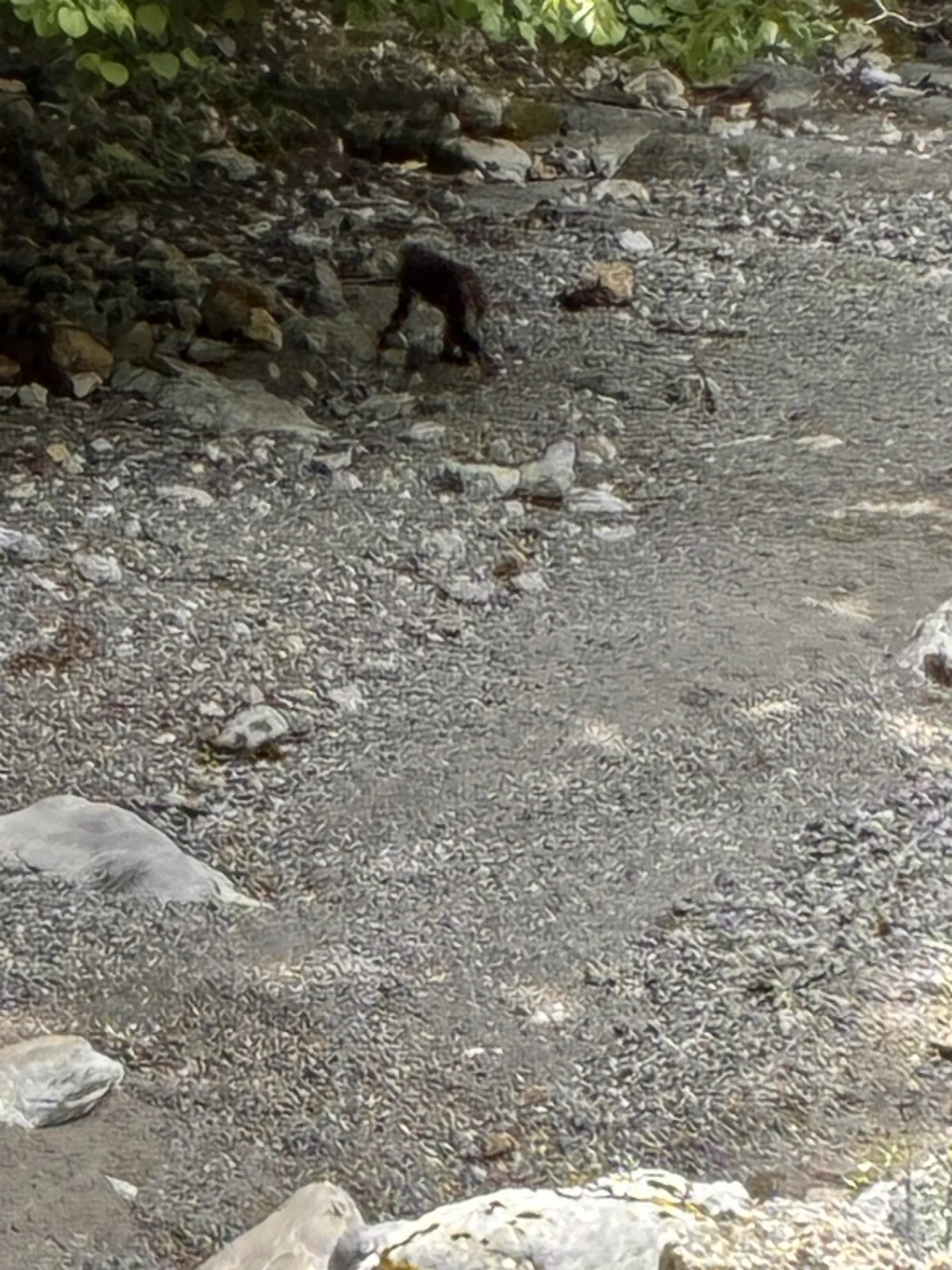 途中の川沿いで野生の猿が5匹ほど見えました