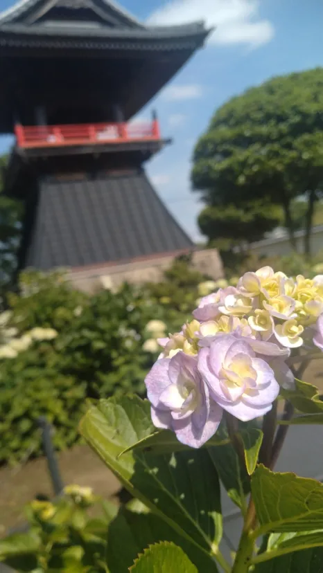 あじさい寺
