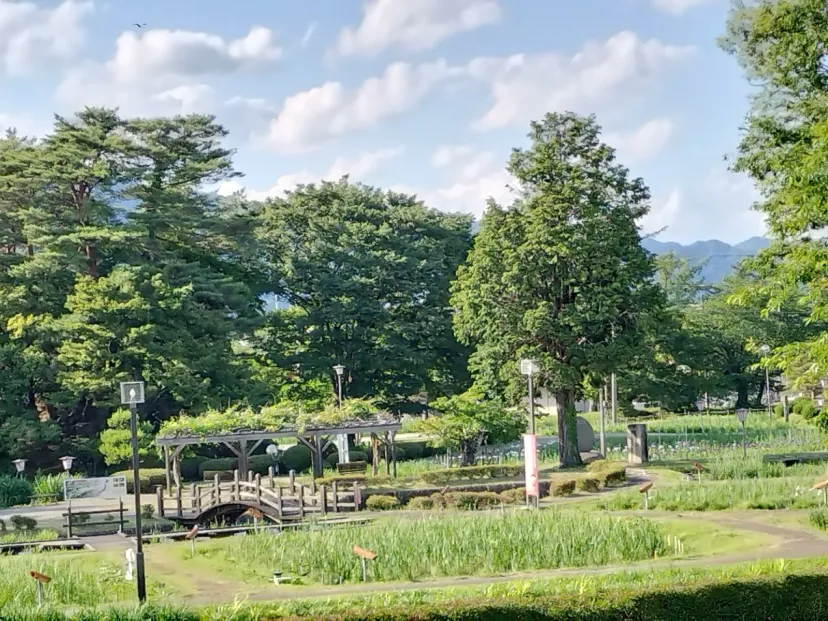 6月6日　少し咲き始め