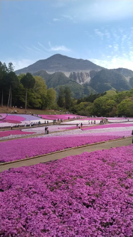 羊山公園　芝桜の丘