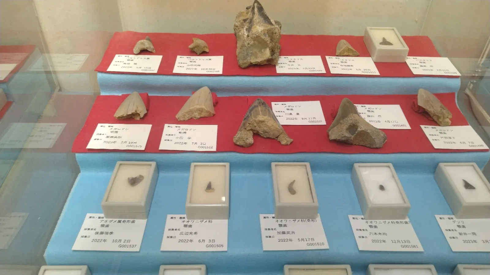 当地の地層から採取された化石
サメの歯などが大量に出土するらしい。