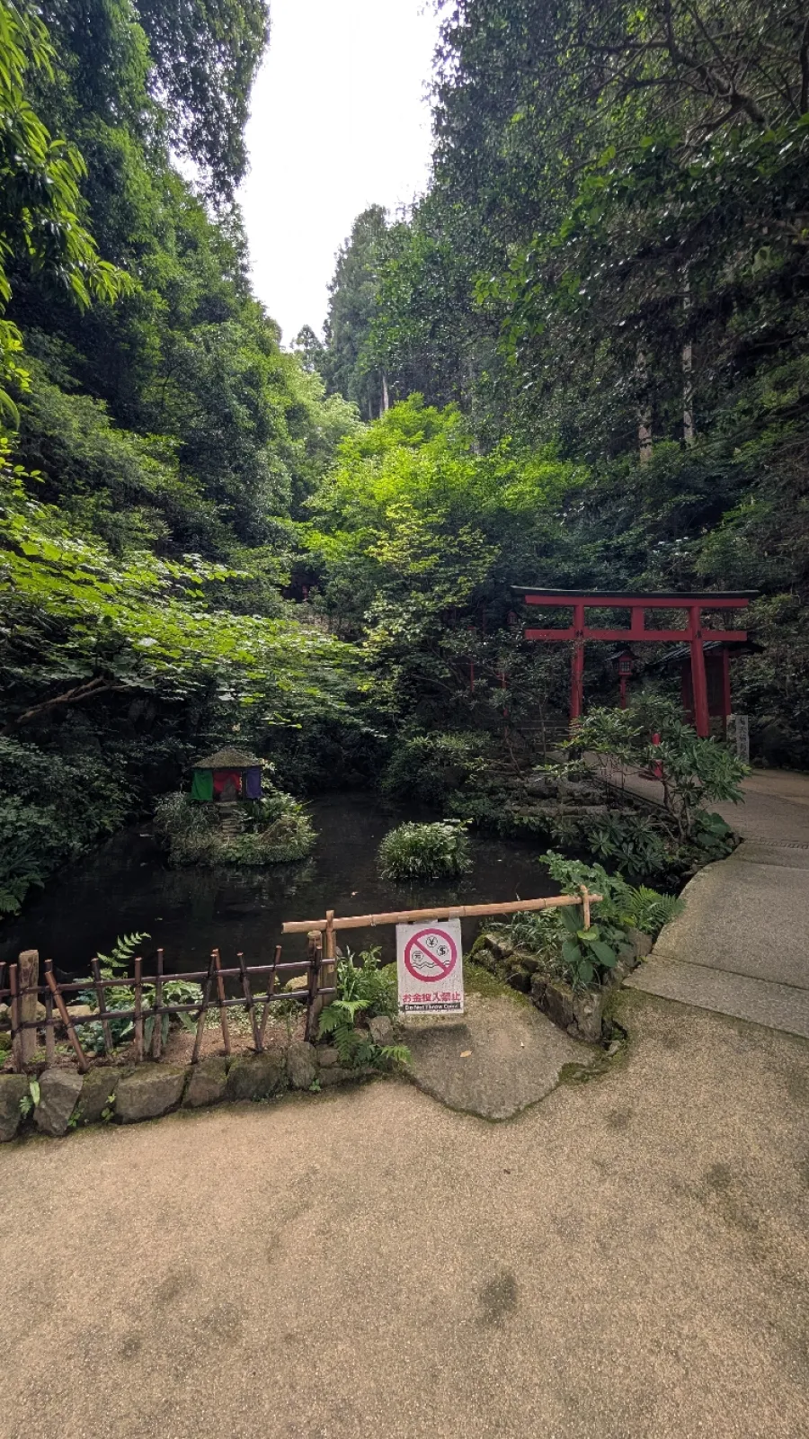ここの池に紫陽花が浮かぶらしいです。