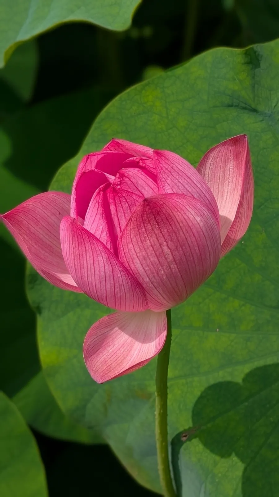 キレイな蓮の花が紅白で咲いていました。
合鴨が飼ってあり、人馴れしているのか近づいても逃げず可愛かった🦆🦆🦆🦆