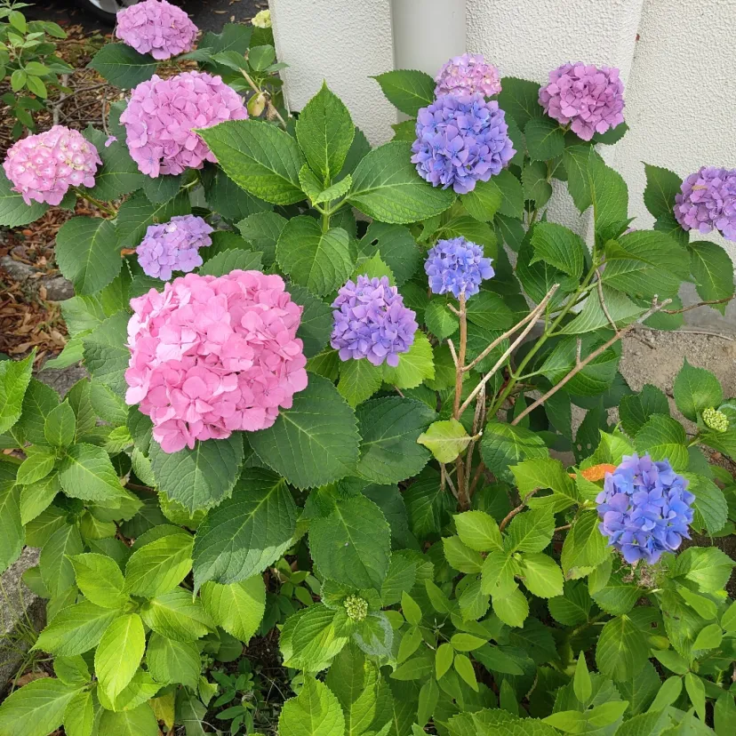 紫陽花