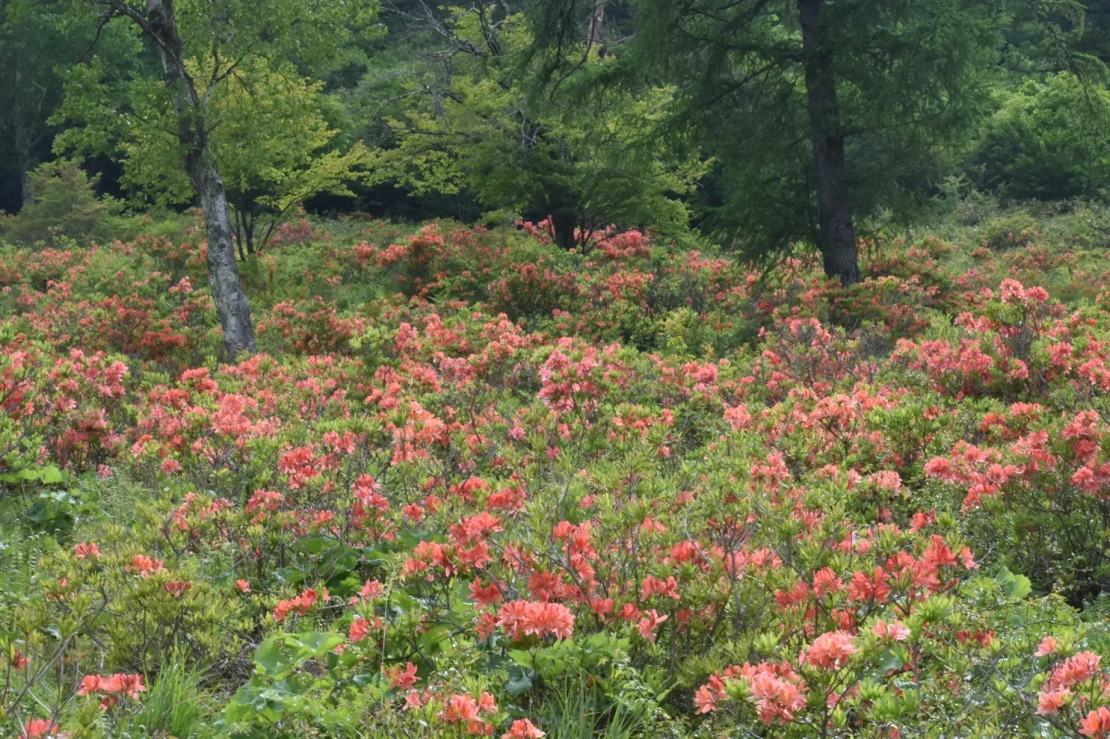 ツツジ平を過ぎ山道サラサドウランツツジとズミが咲きイワカガミもあちこちに咲く
　