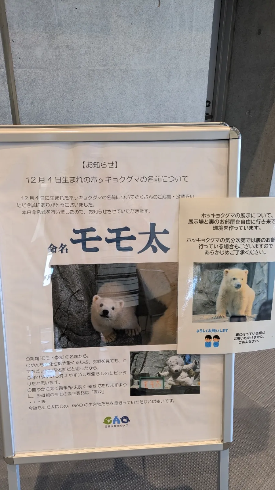もも太です。