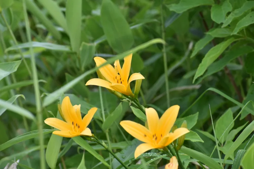 野反湖の満開🌸のノゾリキスゲを