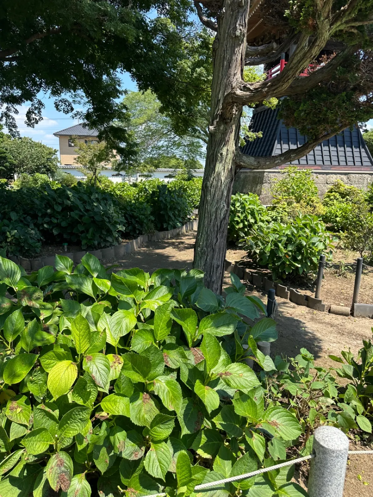 すでにアジサイは終わってましたが、綺麗なお寺でした。
