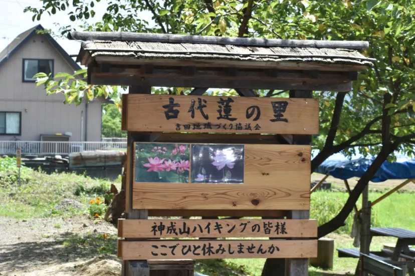 富岡市の古代蓮