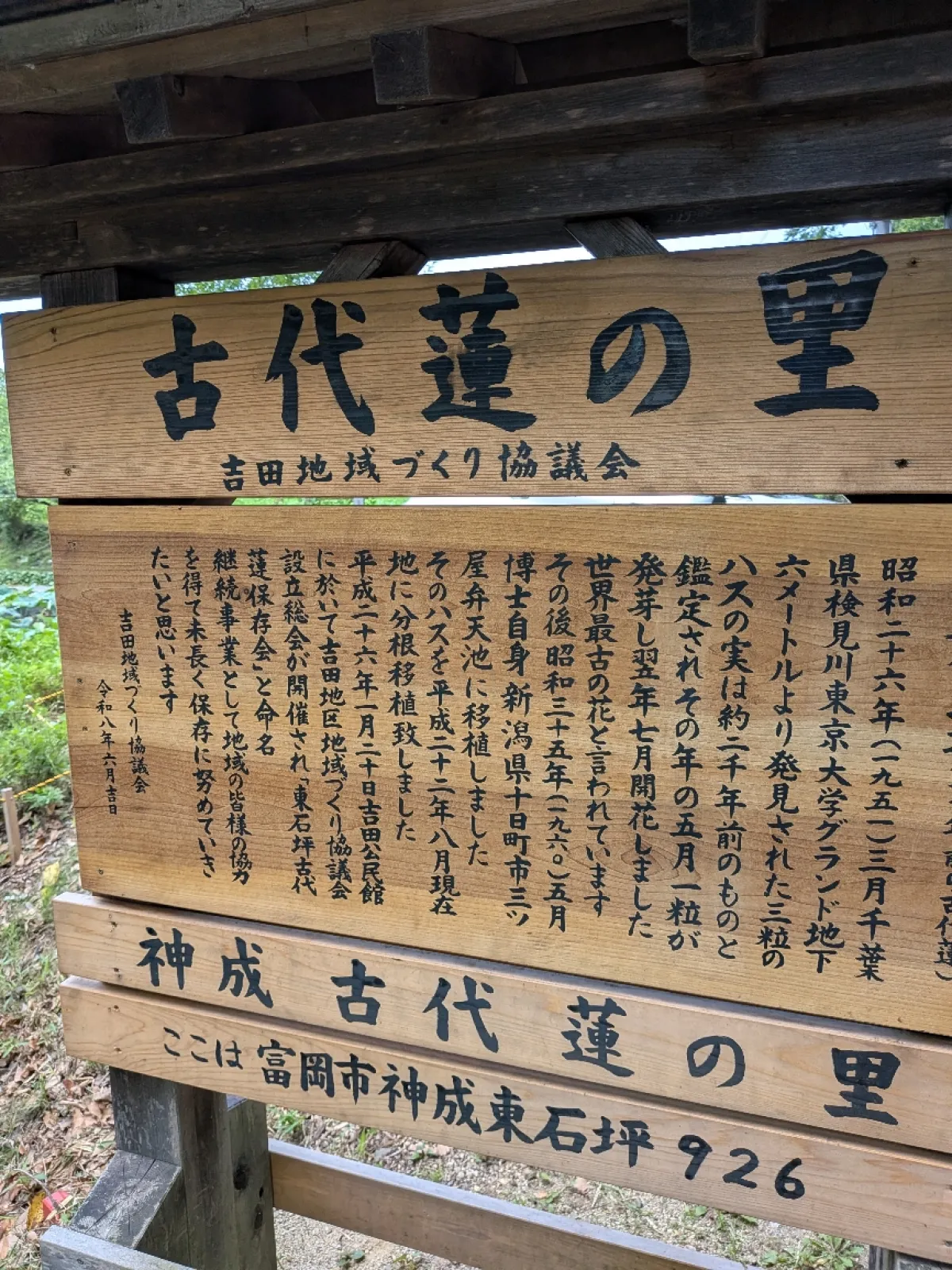 古代蓮はピークは7月初旬かな。