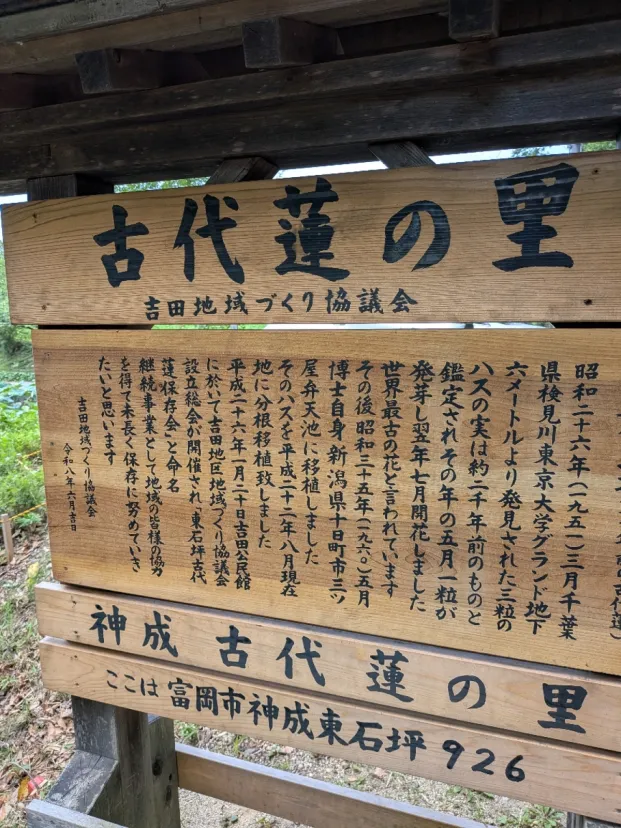神成　古代蓮を