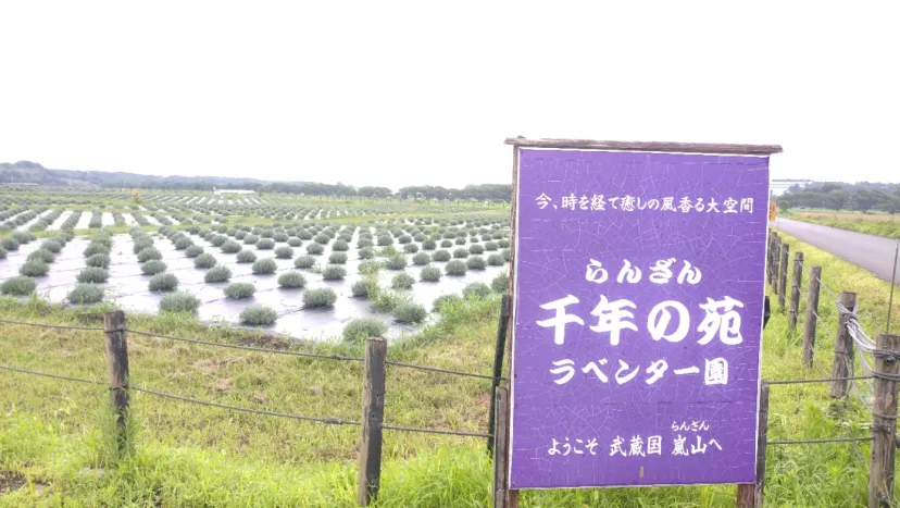 ラベンダー、ポイント取得位置