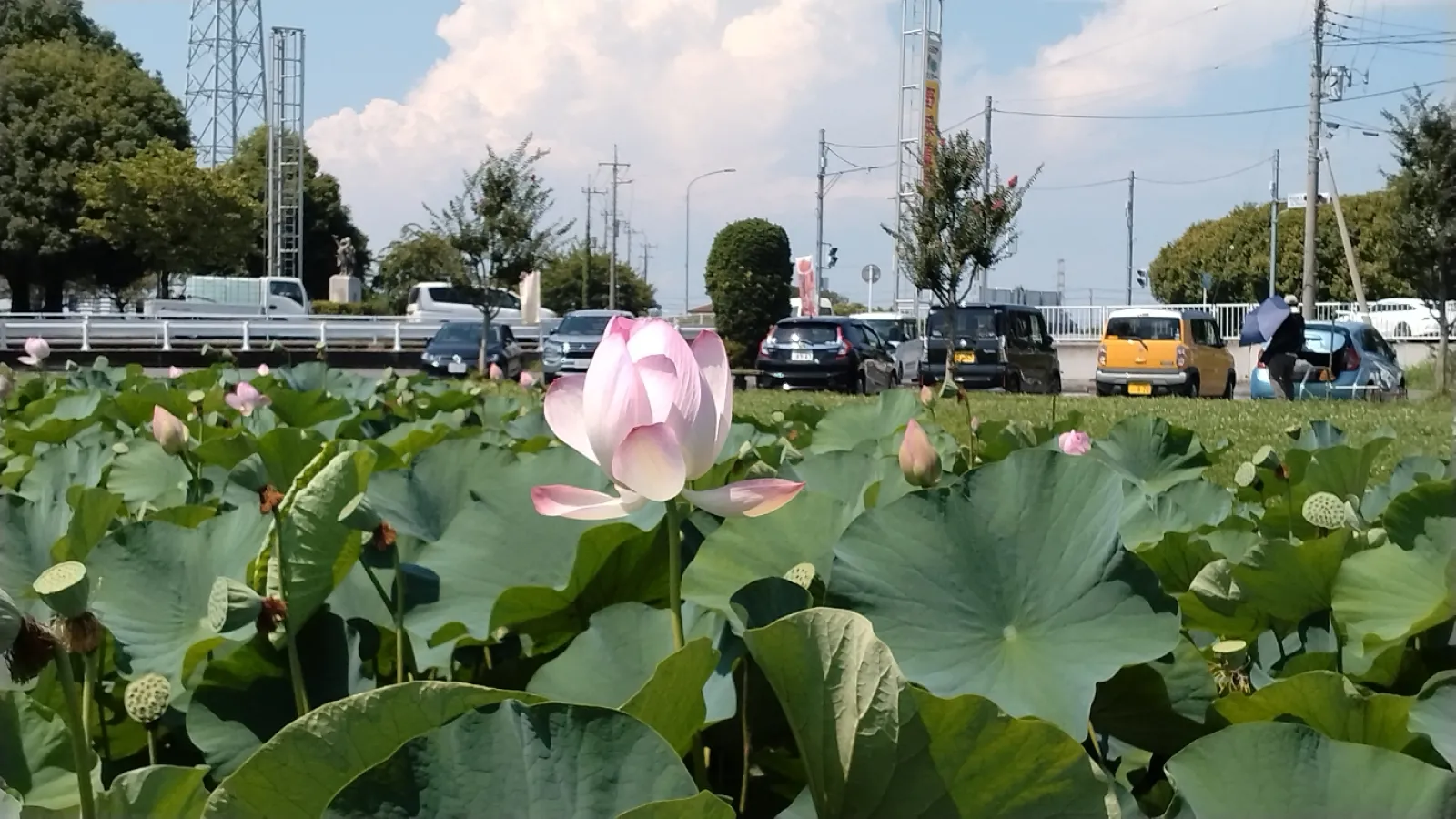 古代蓮が大輪の花を咲かせていました。

私は軽いトライポフォビアなので、ハスカップが苦手です。