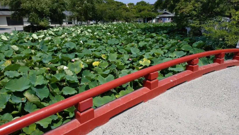 鶴岡八幡宮ポイント取得位置