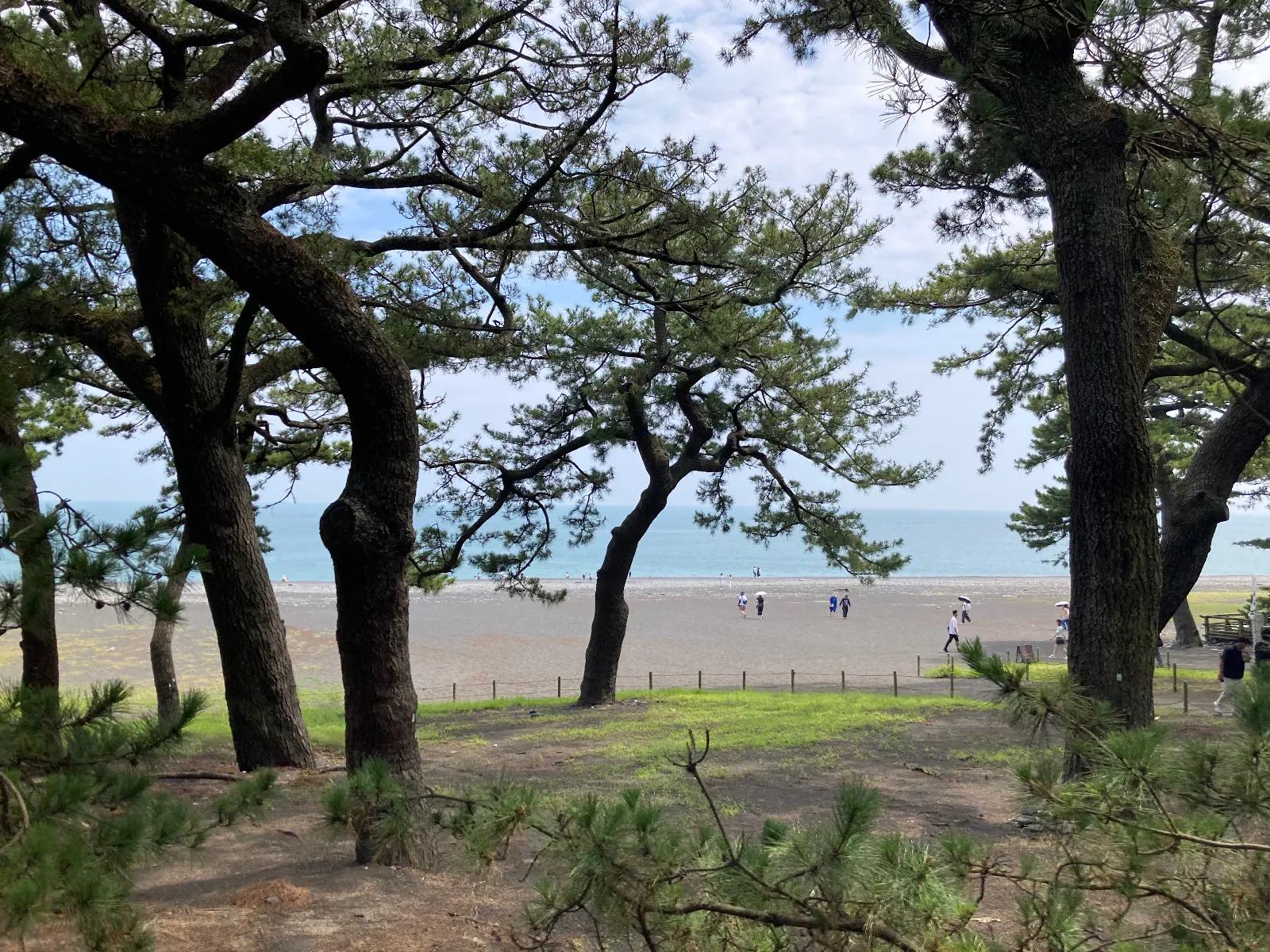 松林からの海🌊、暑いけど、涼しそう。