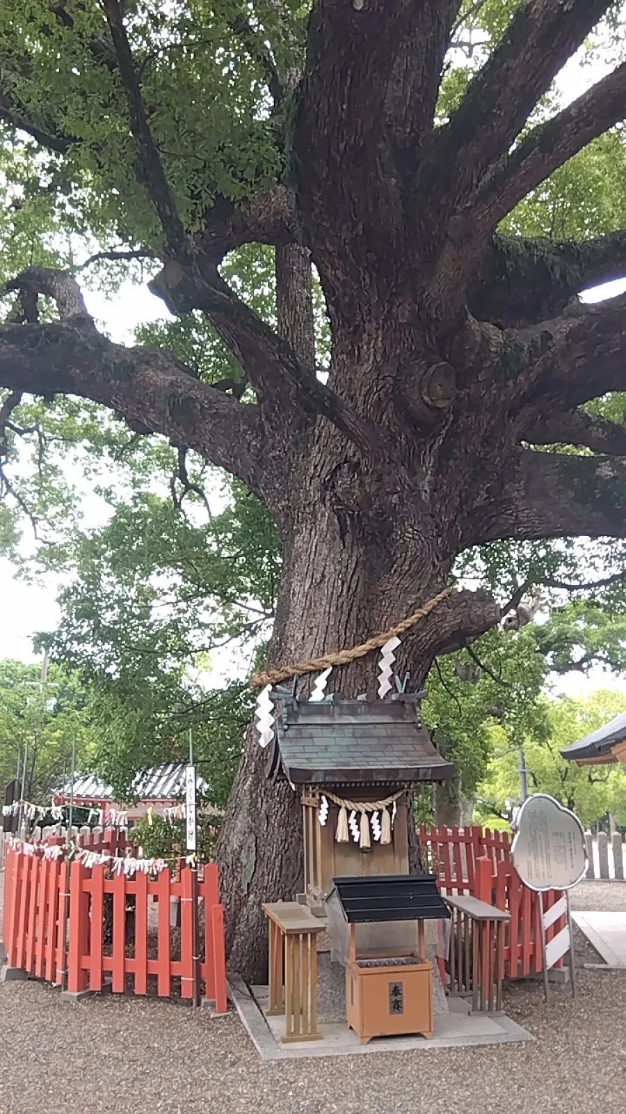 大阪府堺市にある百舌鳥八幡宮のクスノキです