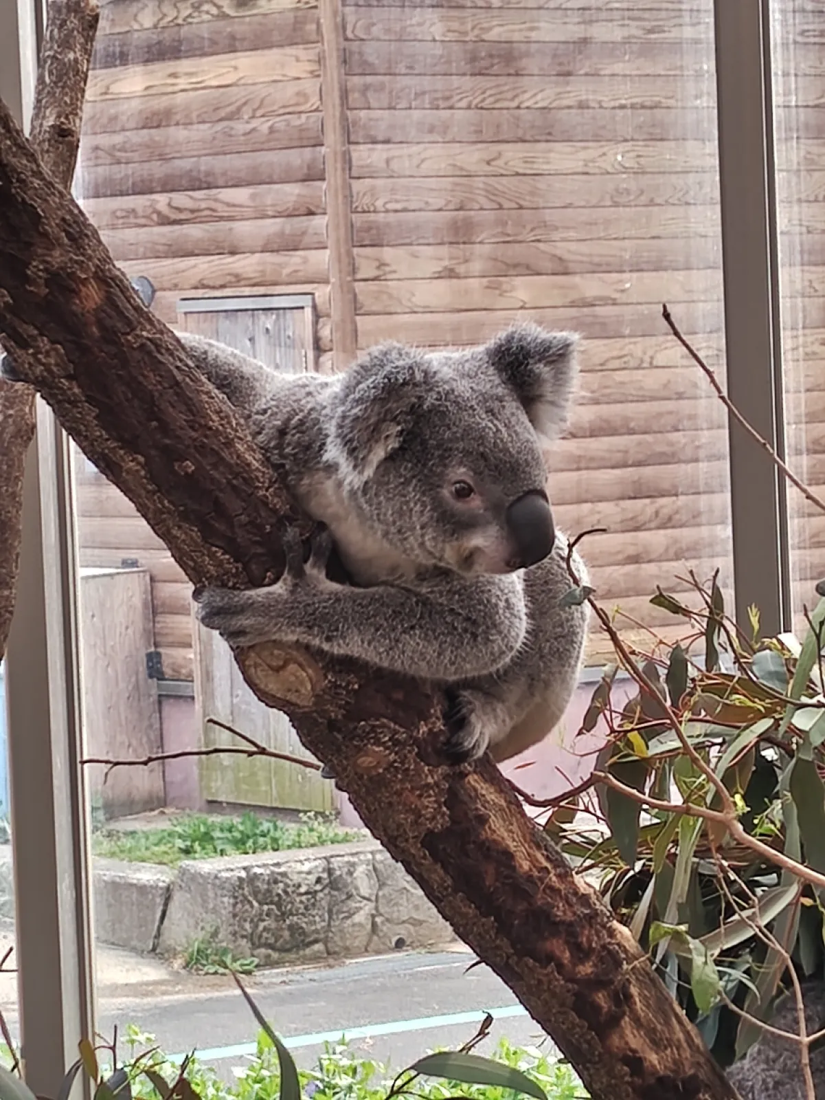 動物園が好きで、各地回ってるけど、コアラ可愛かったなー