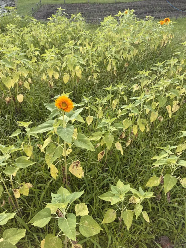 ひまわり？