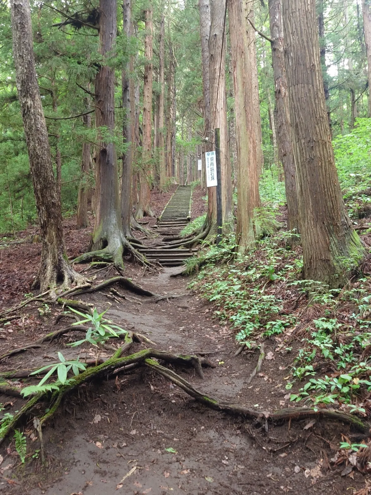道脇の鳥居の横に車を止めて階段を下がった先に山道が続いてました。
あの階段の先まで行ったら・・・そんなことを思って山道を２０分程登った先に拝殿がありました。