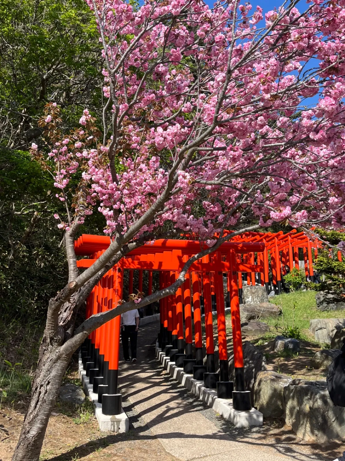 八重桜のピンクと赤い鳥居もマッチしています