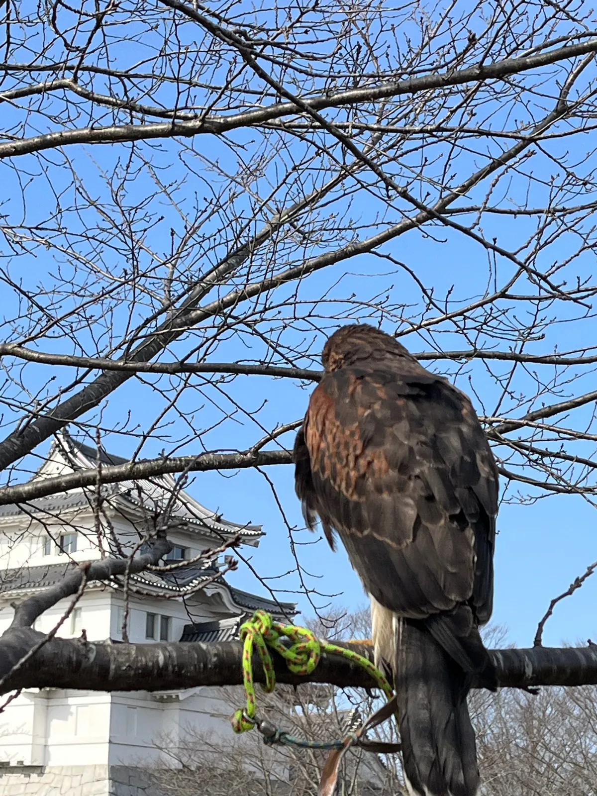 色々な競技がありましたが…
気持ちよく青空に飛び回っていました