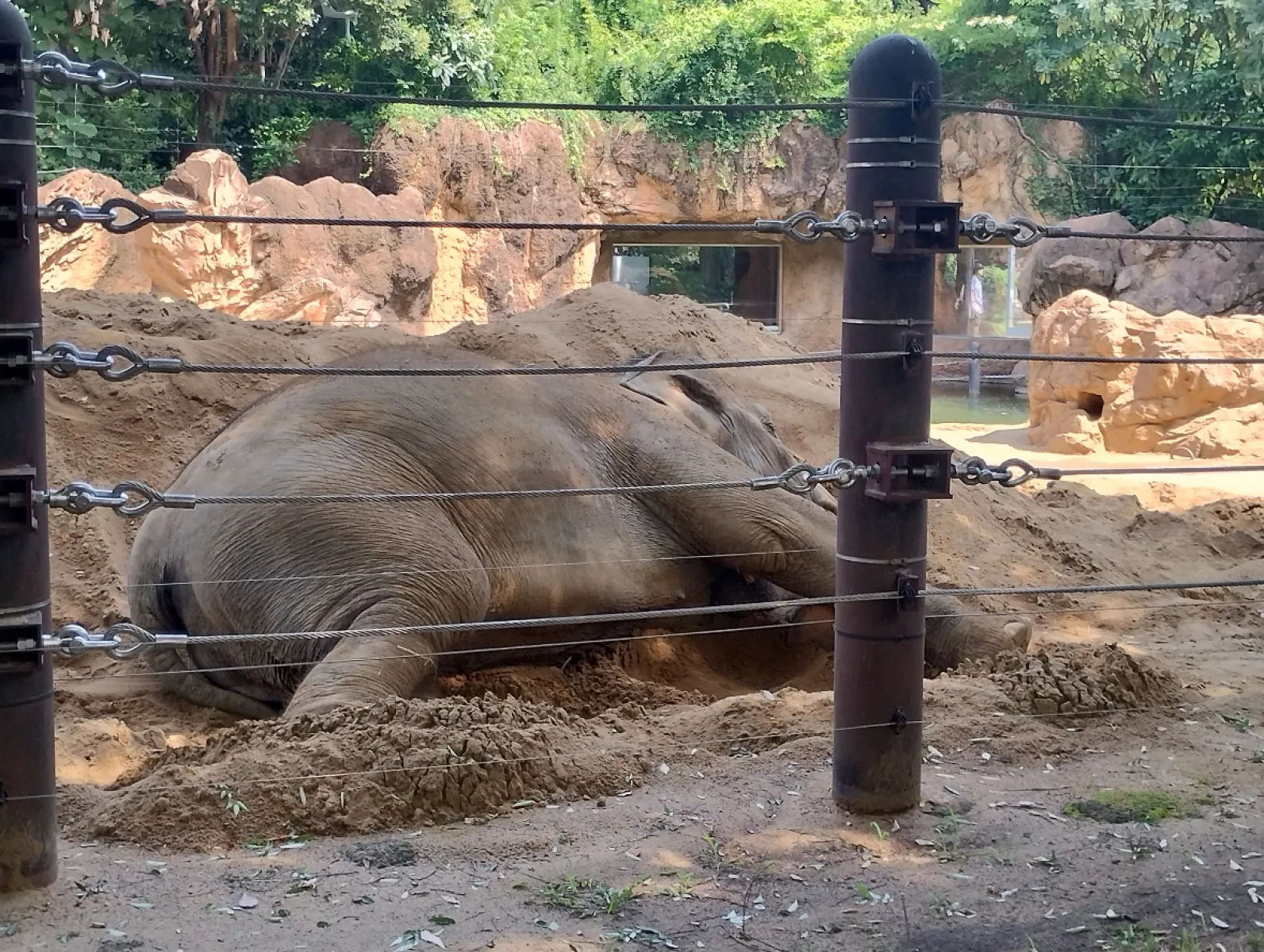 死んだように眠るぞうさん