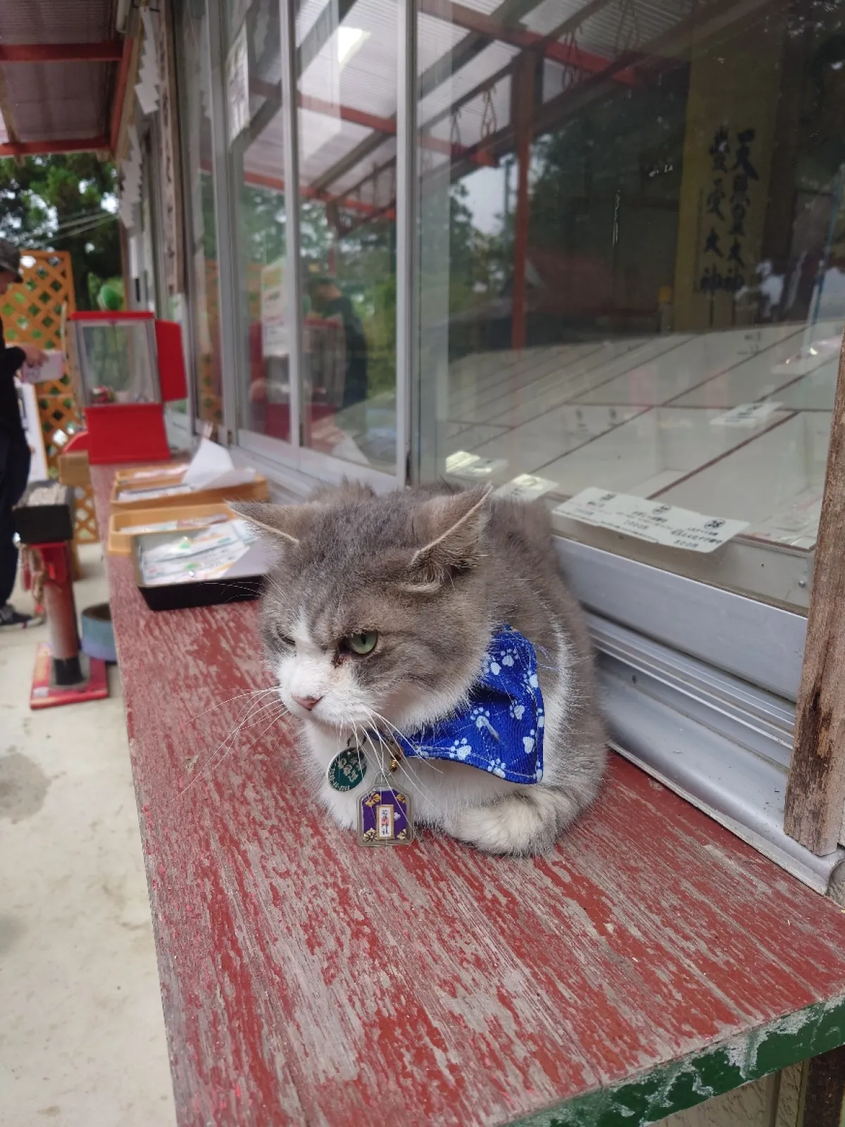 看板猫が社務所で店番してました。
