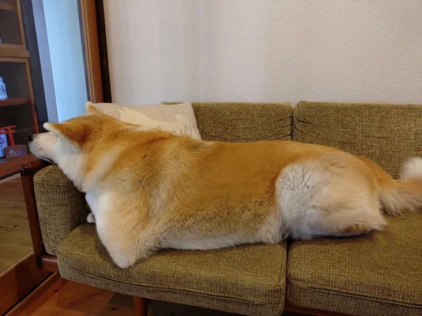 ふじこちゃん