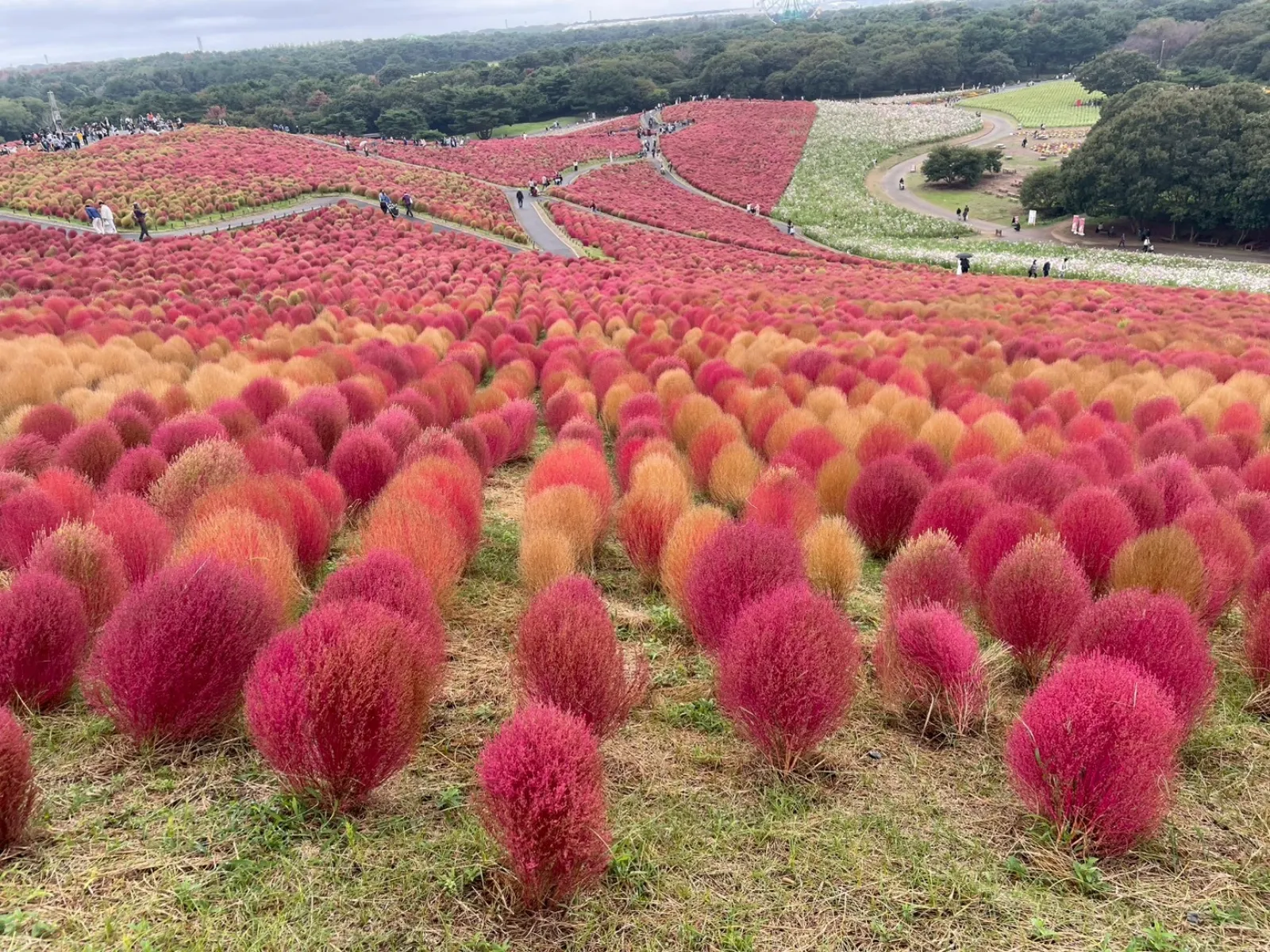 普段植物に関心ないけど、ここは心動かされたなー