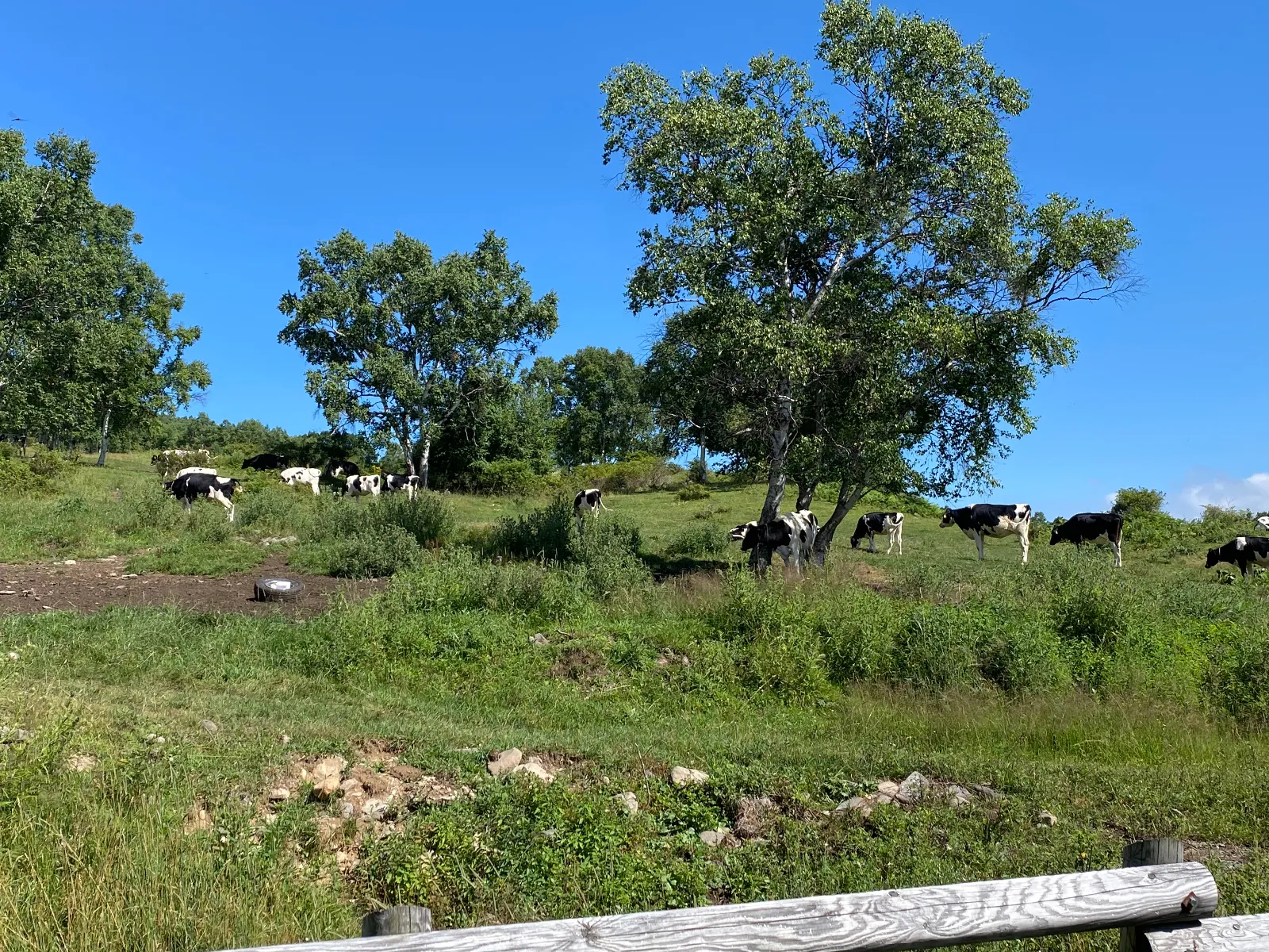 🐮