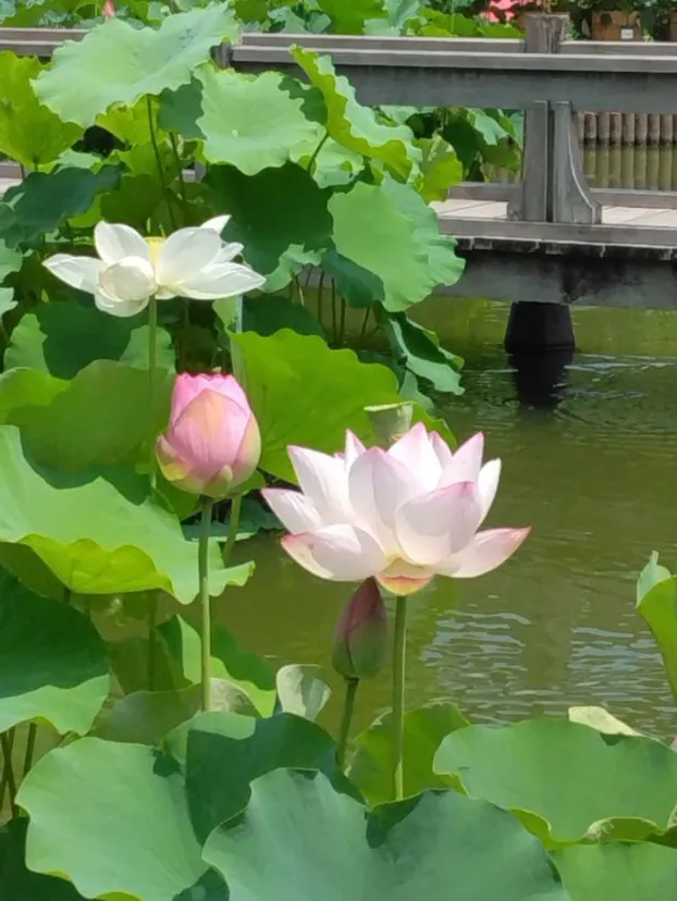 花はす公園