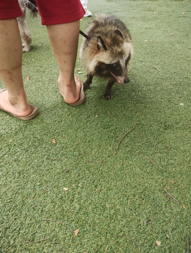 飼い狸