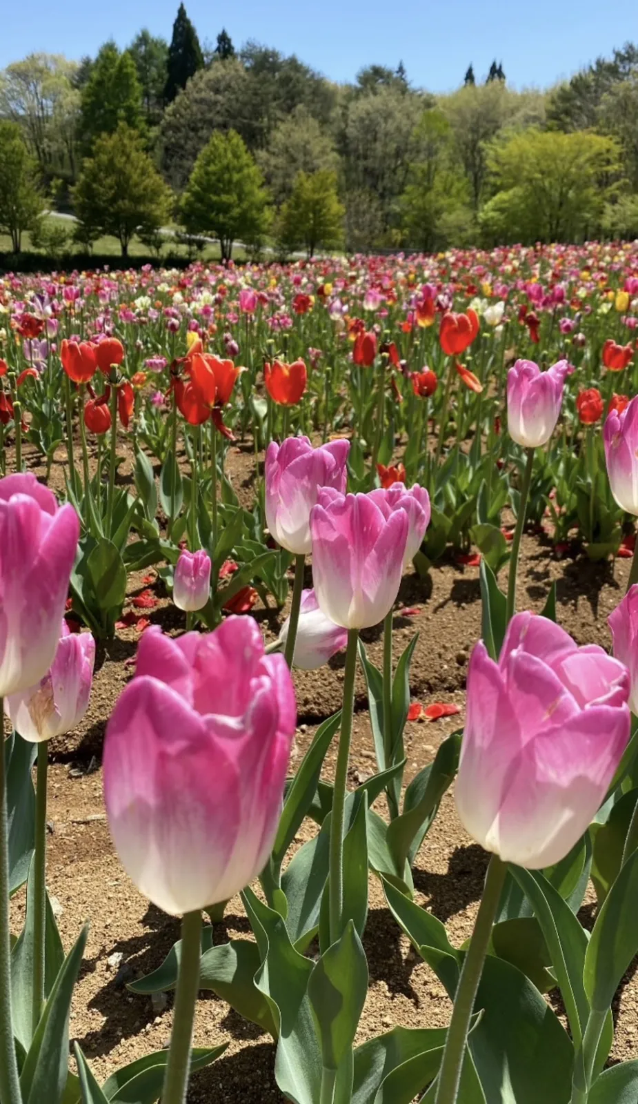 チューリップ園🌷.*