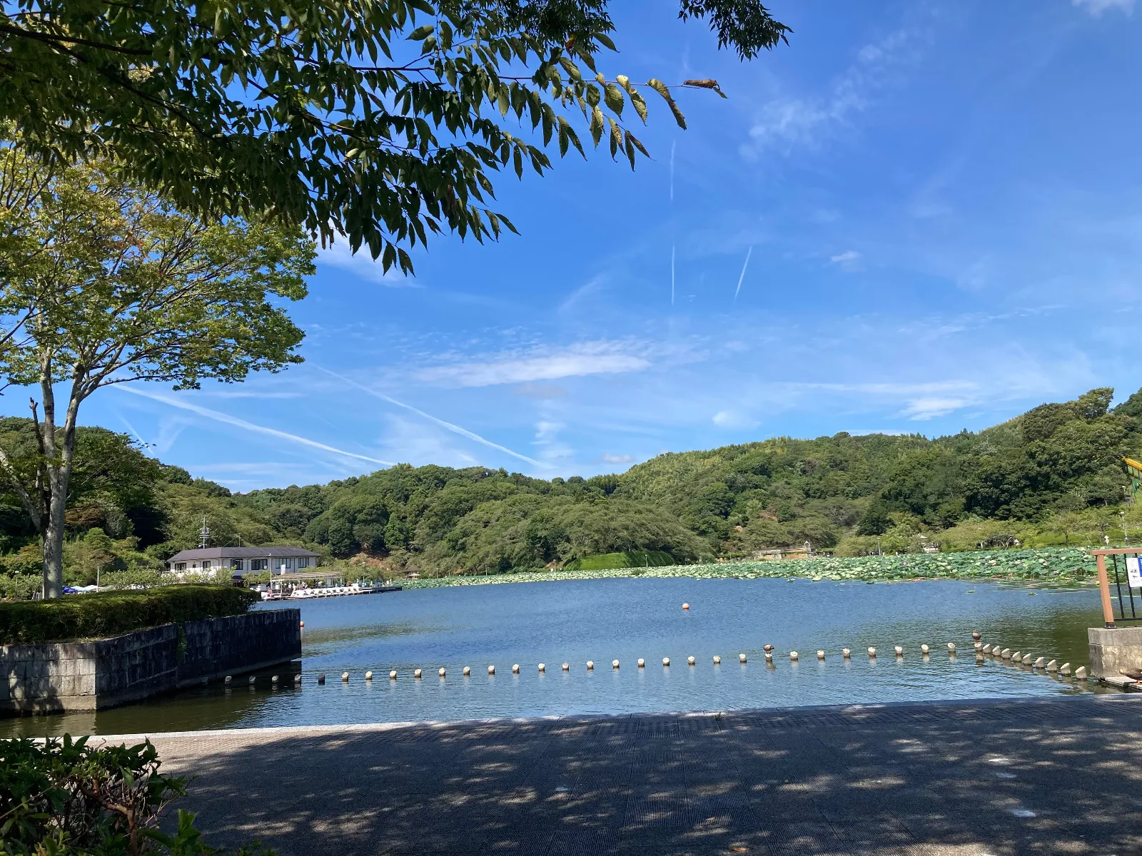 こちらの公園もよく来ますが、気持ちいいです。なんかいいんですよね。
