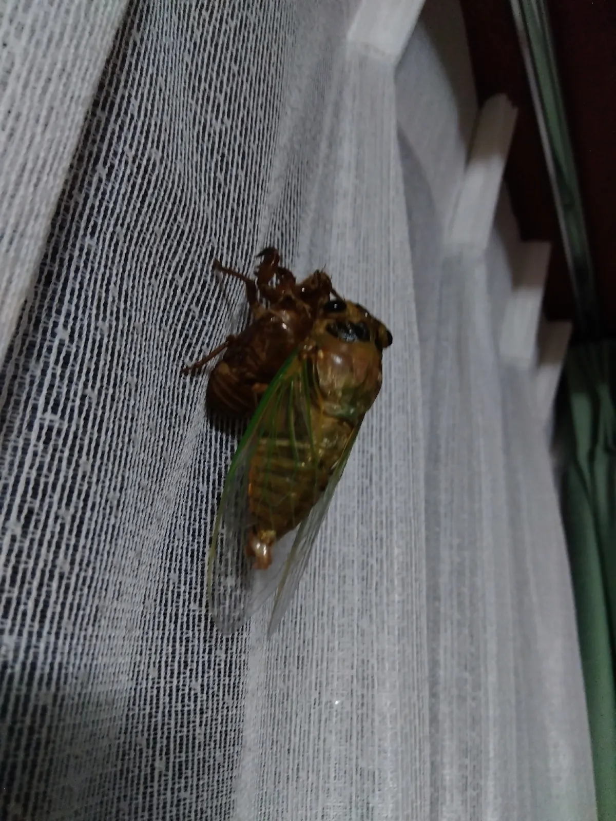 庭に幼虫がいたので持ち込んで夜見たら…