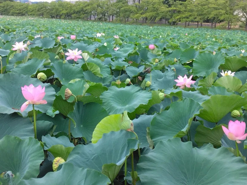 高田城址公園
