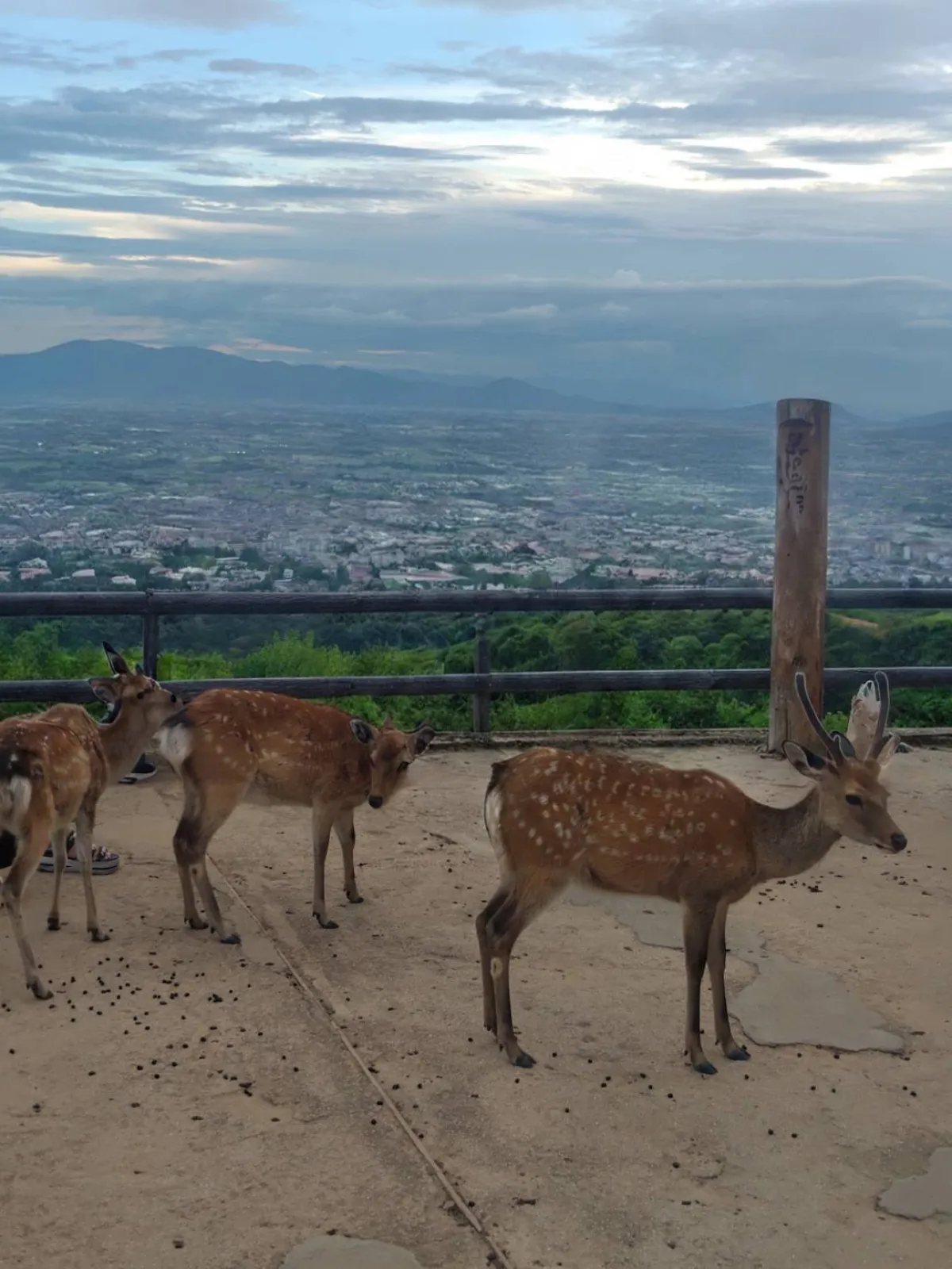 奈良公園（下界）にもたくさんいるけど、若草山の頂上にもめっちゃいたシカさん達