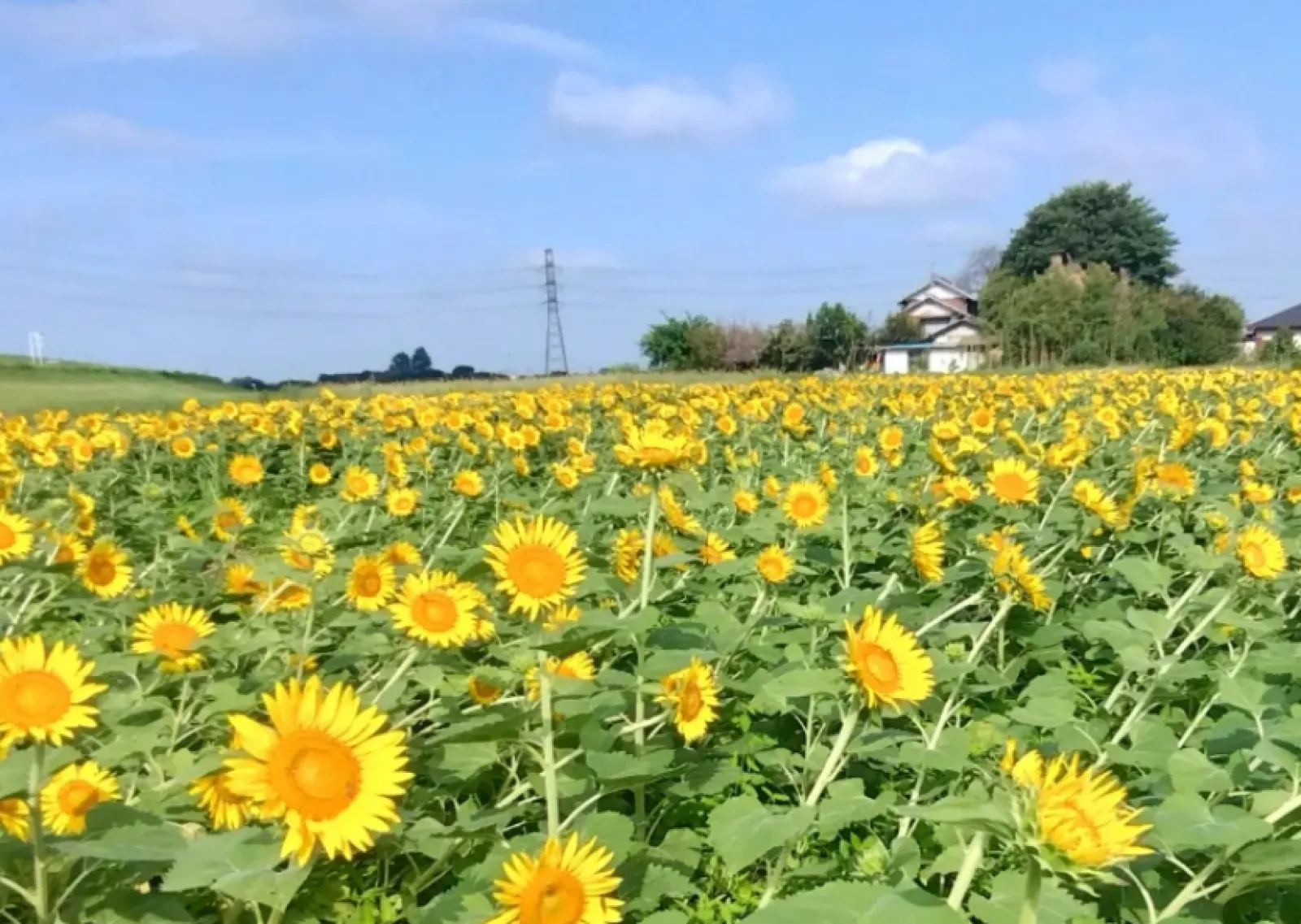 HiroJP