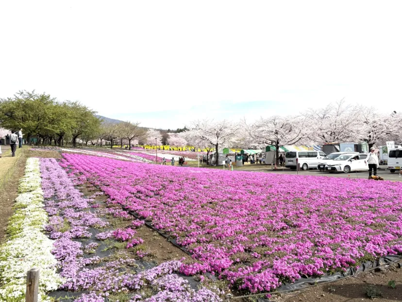 赤城南面千本桜